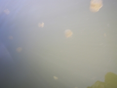 Phyllorhiza punctata
