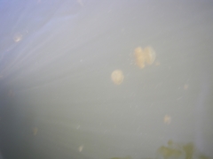 Phyllorhiza punctata
