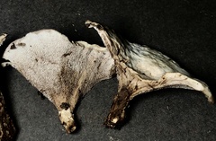Phellodon confluens
