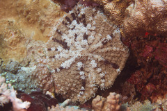 Rhodactis bryoides