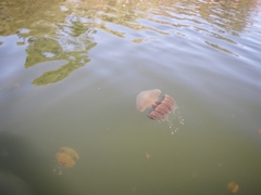 Phyllorhiza punctata