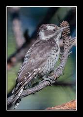 Dryobates stricklandi