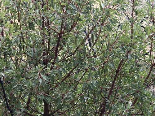 Arizona madrone (Arbutus arizonica)