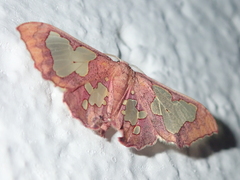 Pseudasellodes laternaria