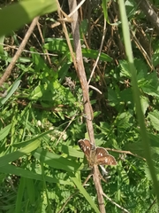 Dardarina dardaris