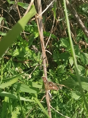 Dardarina dardaris