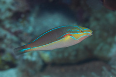 Stethojulis bandanensis