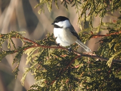 Poecile atricapillus image
