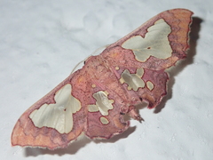 Pseudasellodes laternaria