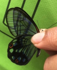 Pseudohaetera mimica