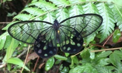 Pseudohaetera mimica