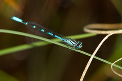 Coenagrion interrogatum