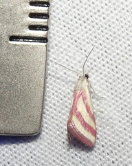Microtheoris vibicalis