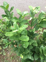 Citrus hystrix