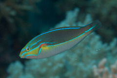Stethojulis bandanensis