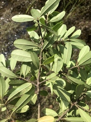 Ilex myrtifolia
