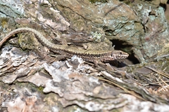 Podarcis muralis breviceps