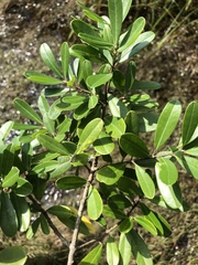 Ilex myrtifolia