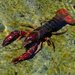 Red Swamp Crayfish - Photo (c) Greg Peterson, some rights reserved (CC BY-NC-SA)