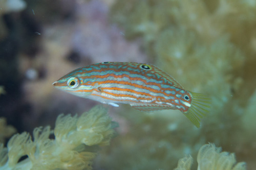 Saowisata wrasse (Halichoeres binotopsis) — Labridae — 4