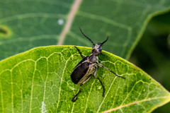 Epicauta cinerea-group