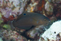 Halichoeres marginatus