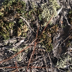 Selaginella acanthonota