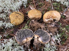 Scleroderma septentrionale