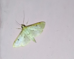 Lepidoptera