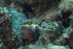 Halichoeres nebulosus