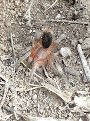 Plesiopelma