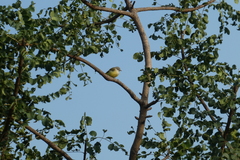 Eremomela pusilla