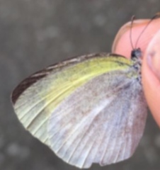 Eurema daira
