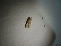 Acronicta insularis