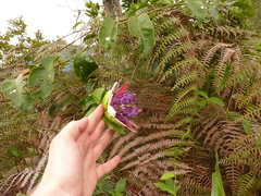 Passiflora venusta