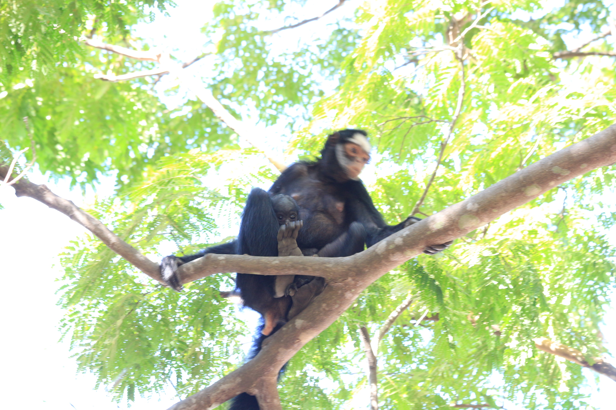 Macaco-aranha-de-cara-branca (Ateles marginatus), Dia 6 - F…