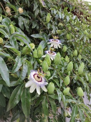 Passiflora caerulea