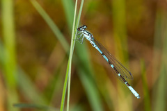 Coenagrion interrogatum