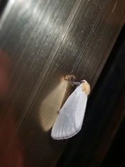 Chrysoecia thoracica