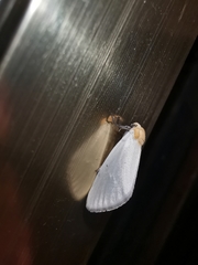 Chrysoecia thoracica