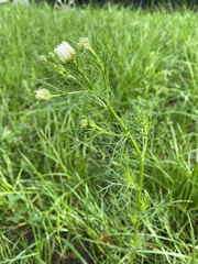 Tripleurospermum inodorum