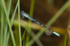 Coenagrion interrogatum