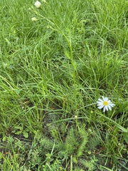 Tripleurospermum inodorum