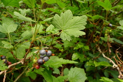 Ribes acerifolium