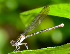 Argia sedula