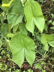 Sagittaria montevidensis