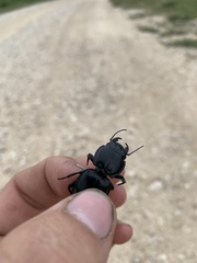 Pasimachus elongatus