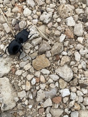 Pasimachus elongatus