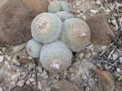 Epithelantha greggii greggii