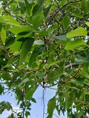 Magnoliopsida
